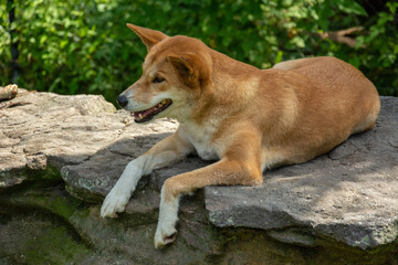 A picture of a resting dingo dog (Canis lupus dingo) in Australia