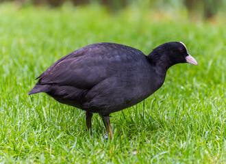 Eurasian Coot in Vondelpark, Amsterdam.