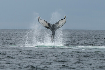 pelican in flight