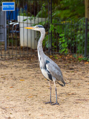 Fototapeta premium Grey Heron in Vondelpark, Amsterdam.