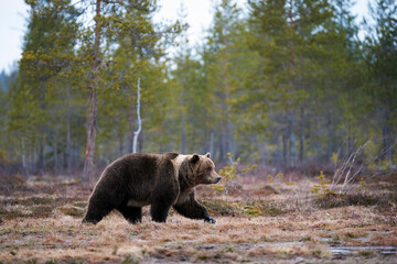 Brown bear walking in the Finnish taiga