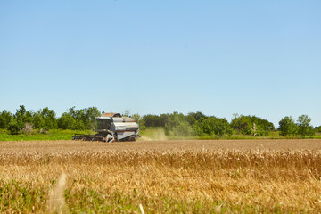 Combine harvester in action on wheat field. Process of gathering a ripe crop.