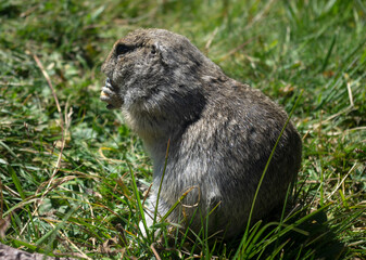 Marmot. Mountains, Caucasus