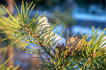 December shiny day in forest, snow and ice on the pine branch in sun rays