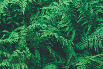 Thickets of fern. Green leaf cover in rainforest. Scenic natural texture of fern leaves.