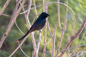 A black drongo perched on a tree