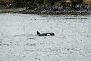 two dolphins playing in the water