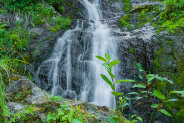 Waterfall among green grass. Mountain stream on mossy boulders in summer rainforest. Alpine cascade of rapid flow