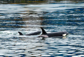 dolphin in the water