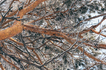 Thick pine branches with fluffy snow on branches. Winter forest in frost.
