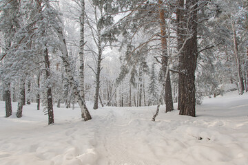 Path in forest among snow trees in winter forest