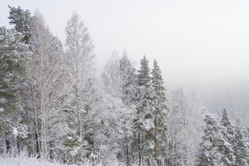 Snow forest in gentle haze of frosty morning