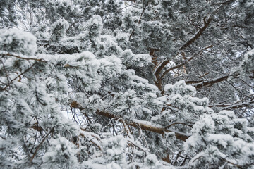 Branches of coniferous trees under dense layer of fresh snow,  beginning of winter in forest