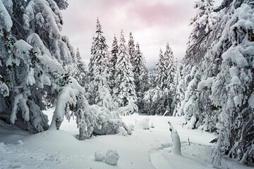 Frozen fir trees under pink sunset sky. Russian winter forest with thick branches.