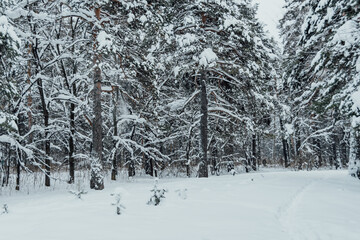 Winter landscape. The forest on hillside is covered with snow and frost. Cold weather in Siberia.