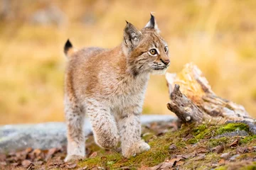 Crédence en verre imprimé Lynx Gros plan d& 39 un beau petit lynx eurasien marchant dans la forêt