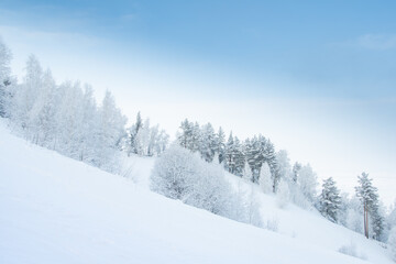 Winter forest on slope in frosty haze. Branches are covered with snow and frost under soft sky.