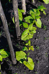 Row of young bean sprouts grows on bed in spring garden