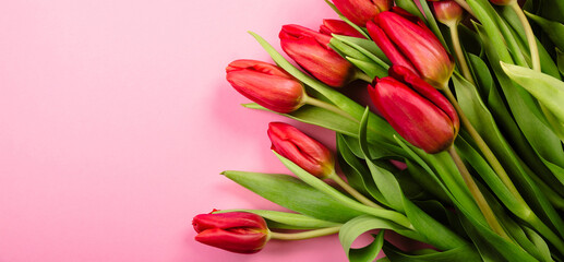 Rich bouquet of red tulips on pink background. Beautiful festive business card or certificate for congratulation text with copy space. Hello spring. Happy Valentine Day February 14. Woman day March 8