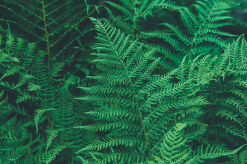 Fototapeta na wymiar Thickets of fern. Green leaf cover in rainforest. Scenic natural texture of fern leaves.