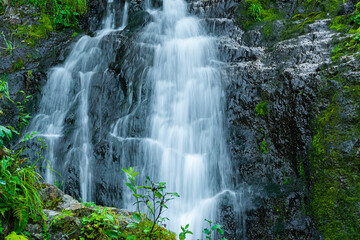 Forest stream in rainforest. Waterfall among mossy rocks and greenery. Mountain river on summer...