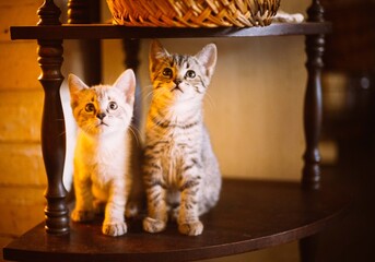 kittens on the table
