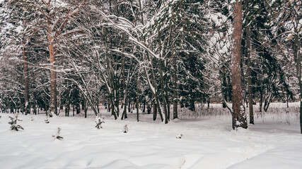 Winter landscape. The forest on hillside is covered with snow and frost. Cold weather in Siberia.