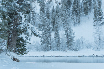 Snow forest on hillside on bank of frozen river