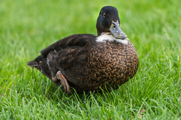 Beautiful duck portrait photo.