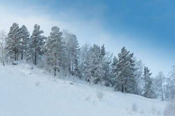 Fototapeta na wymiar Winter forest on slope in frosty haze. Branches are covered with snow and frost under soft sky.