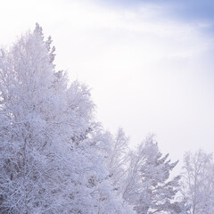Snow trees in soft pink haze. Winter forest in early morning with frost on branches.