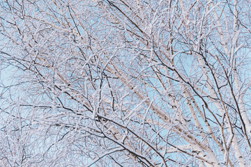 Bare branches of trees without leaves. Snow and frost on bushes in winter forest