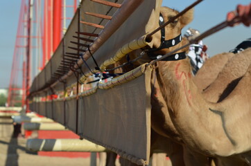 Professional camel racing in Dubai, robot jockeys desert track United Arab Emirates, UAE