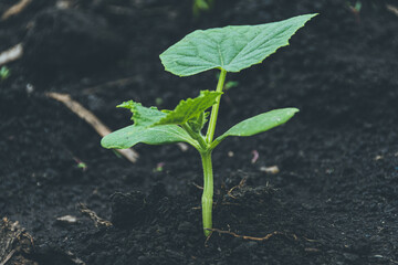 Young shoots with green cucumber leaves on the farm. Growing vegetables in the garden.