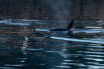 dolphin in the water