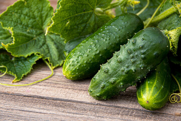 Fresh cucumbers with green leaves and flowers on wooden table. Farming for growing cucumbers. Vegetables for making fresh salad. Healthy food for vegetarians.