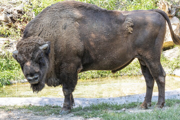 Obraz na płótnie Canvas bisonte