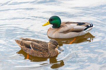Beautiful duck portrait photo.