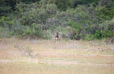 Obraz na płótnie Canvas Blackbuck - deer spotted standing in a forest
