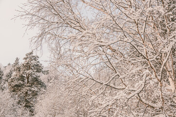 Bare branches of trees without leaves. Snow and frost on bushes in winter forest