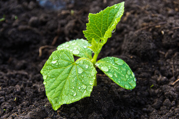 Young shoots with green cucumber leaves on the farm. Growing vegetables in the garden.