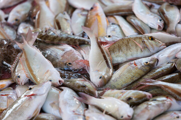 Fresh fish lying on the market display