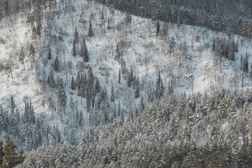 Gentle hills covered with forest and snow, winter mountain valley