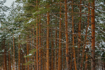 Yellow trunks of tall pines in winter forest. Branches of trees are covered with fresh snow.
