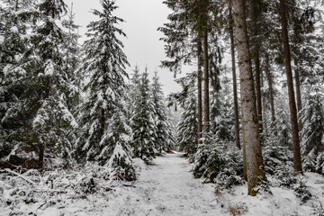 Nadelwald im Winter