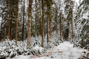 Schnee im Nadelwald