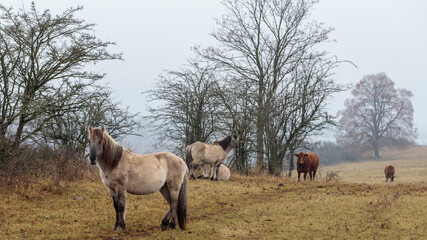Koniks in der Thüringeti © helzet