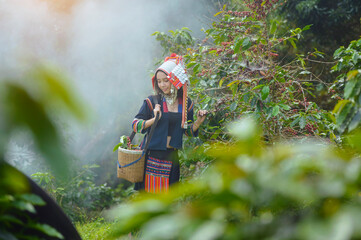 Akha woman picking red coffee beans on bouquet on tree arabica coffee berries on its branch,economy industry business, health food and lifestyle, at the north of Thailand.