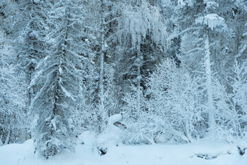 Snow trees on hillside. Fairy forest with frost on branches of pine trees. Winter dark and misty forest on the hillside