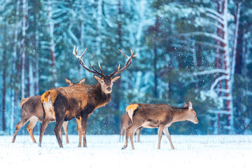 Naklejka na ściany i meble Christmas fairytale. Winter wildlife landscape with noble deers. Artistic winter christmas nature image. Many deers in winter.